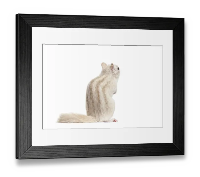Framed Print : Albino Siberian chipmunk, Eutamias sibiricus