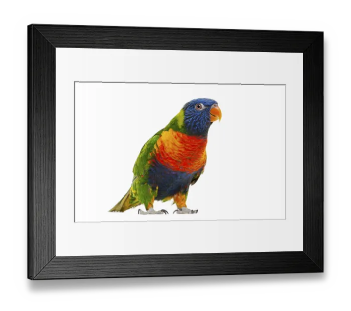Framed Print : Female Rainbow Lorikeet, Trichoglossus haematodus