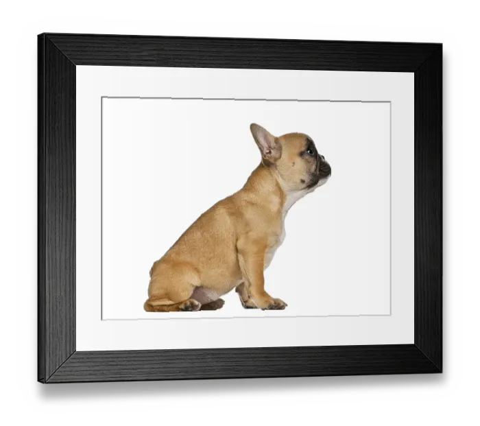 Framed Print : Fawn bulldog puppy sitting, looking up Framed Print : Fawn bulldog puppy sitting, looking up