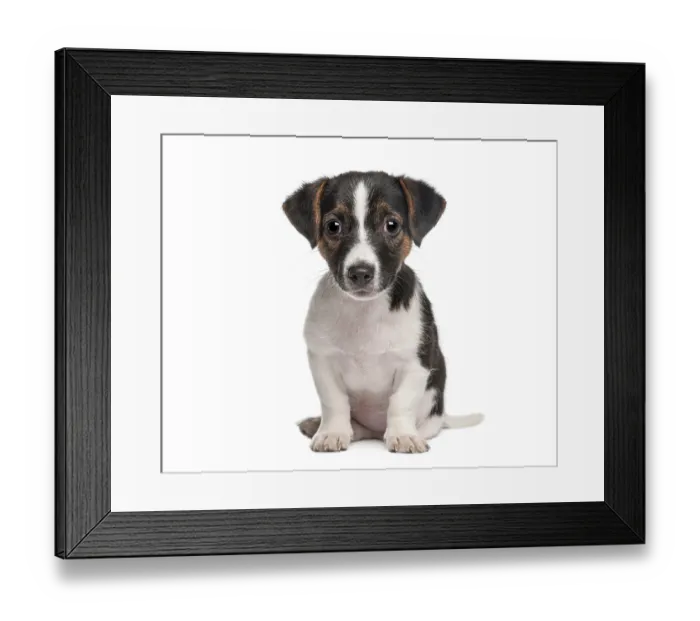 Framed Print : Jack russell terrier puppy sitting on white background looking directly at camera