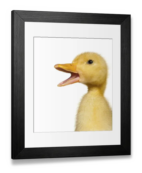 Framed Print : Cute domesticated duckling quacking loudly Framed Print : Cute domesticated duckling quacking loudly