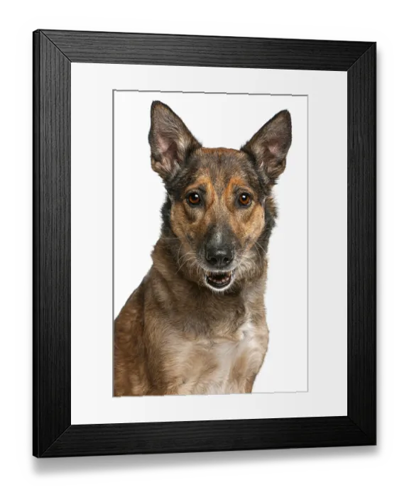 Framed Print : Brown mixed breed dog with upright ears and an alert expression on a white background