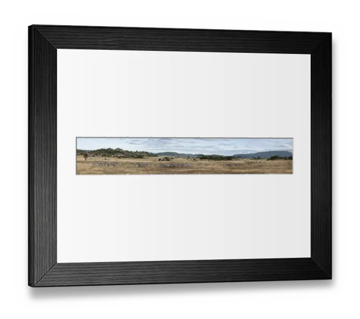 Framed Print : Herd of zebras grazing in the african savanna during the dry season