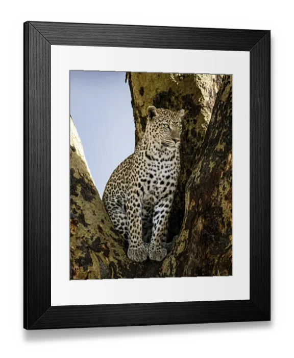 Framed Print : Majestic leopard sitting perched on a tree in its natural habitat Framed Print : Majestic leopard sitting perched on a tree in its natural habitat