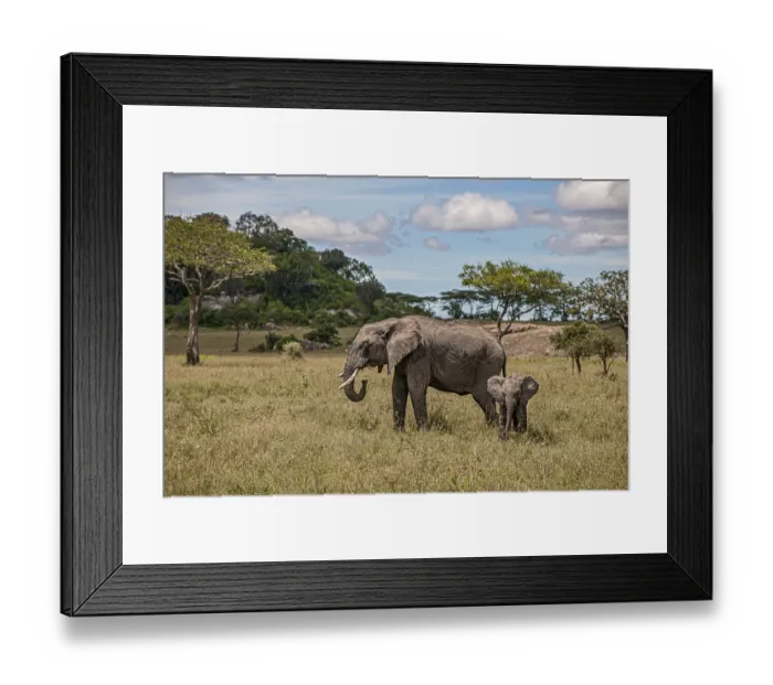 Framed Print : Mother elephant protecting her baby elephant calf in the savannah