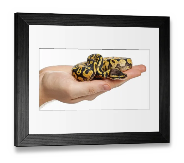Framed Print : Human hand gently holding a yellow and black patterned ball python Framed Print : Human hand gently holding a yellow and black patterned ball python