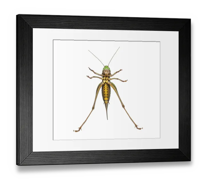 Framed Print : Female wart-biter, Decticus verrucivorus