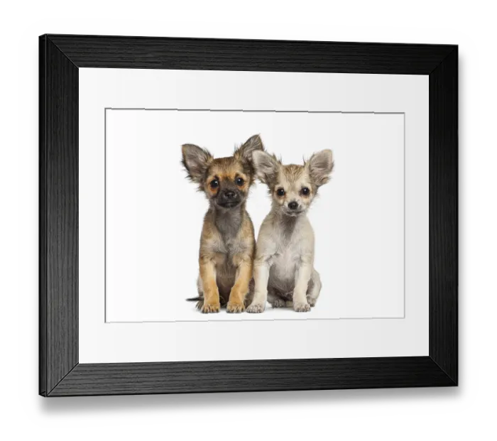 Framed Print : Two small chihuahua puppies sitting side by side on a white background Framed Print : Two small chihuahua puppies sitting side by side on a white background