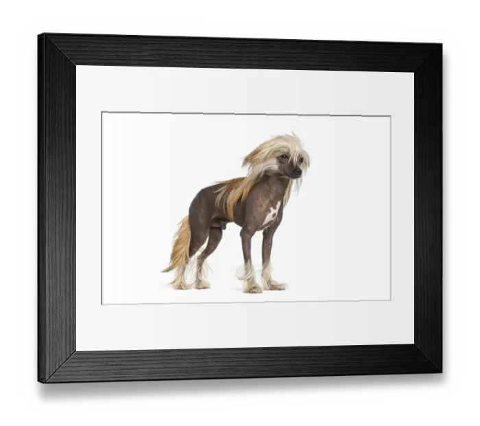 Framed Print : Chinese crested dog standing, showing its hairless body and furry mane