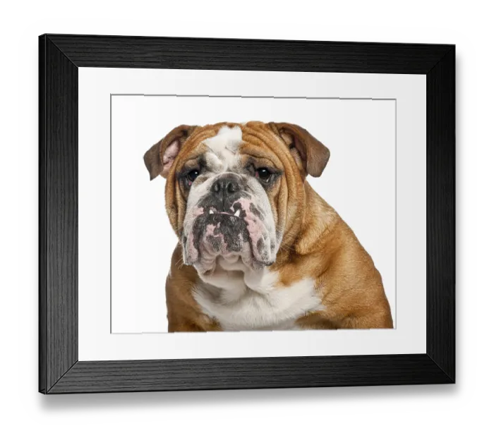 Framed Print : English bulldog dog looking grumpy and showing its underbite on a white background