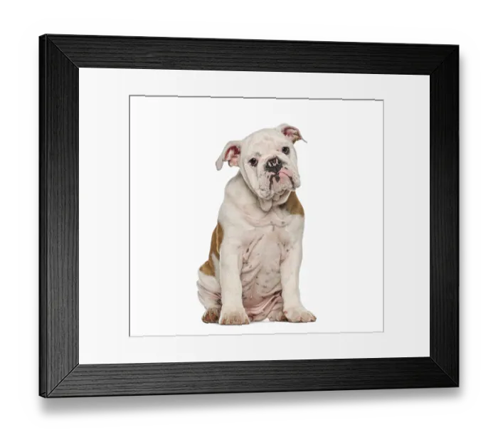 Framed Print : Young english bulldog puppy sitting on white background looking directly at camera