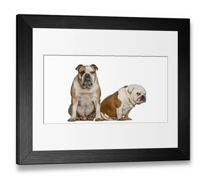 Framed Print : Two brown and white english bulldogs sitting