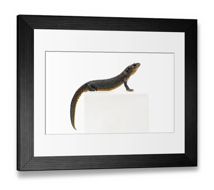 Framed Print : Alpine Newt, Ichthyosaura alpestris Framed Print : Alpine Newt, Ichthyosaura alpestris