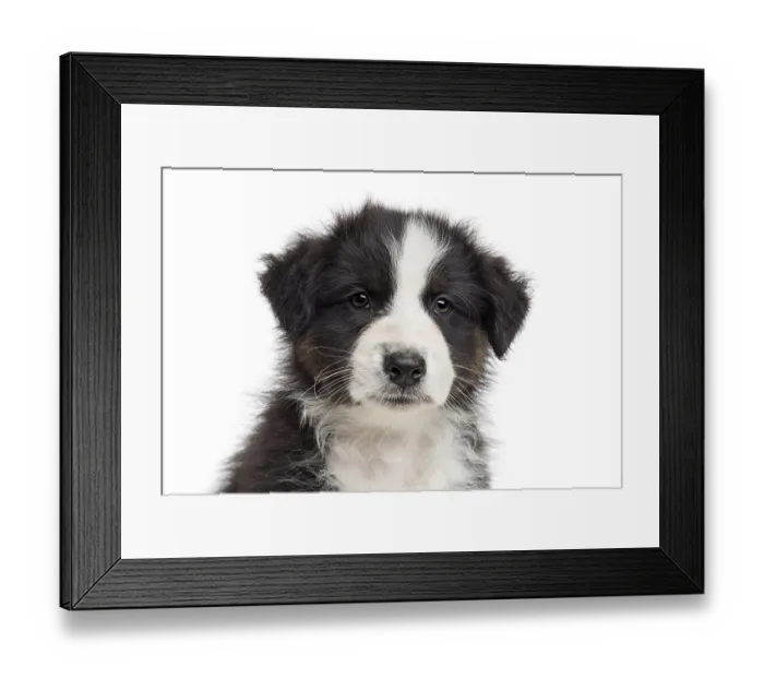 Framed Print : Australian shepherd puppy looking directly at the camera on a white background
