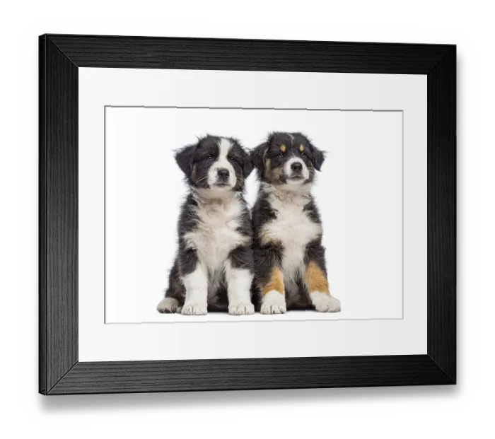 Framed Print : Two young australian shepherd puppies with fluffy fur sitting side by side on a white background