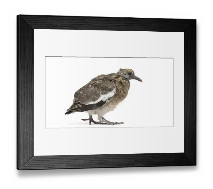 Framed Print : Young Common Wood Pigeon, Columba palumbus