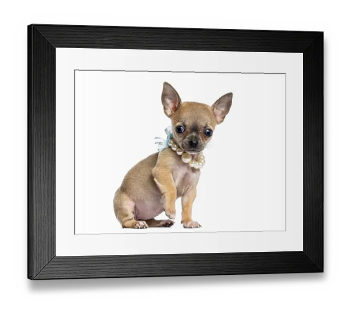 Framed Print : Chihuahua puppy looking ahead, wearing a pearl necklace and blue bow