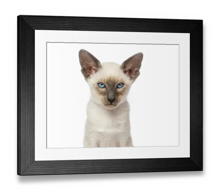 Framed Print : Portrait of oriental shorthair kitten looking at camera on white background