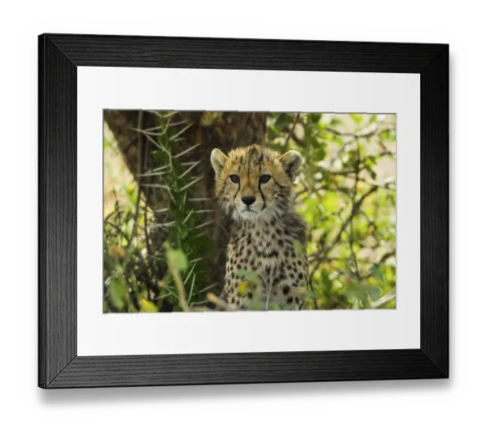 Framed Print : Cheetah cub, Serengeti, Tanzania