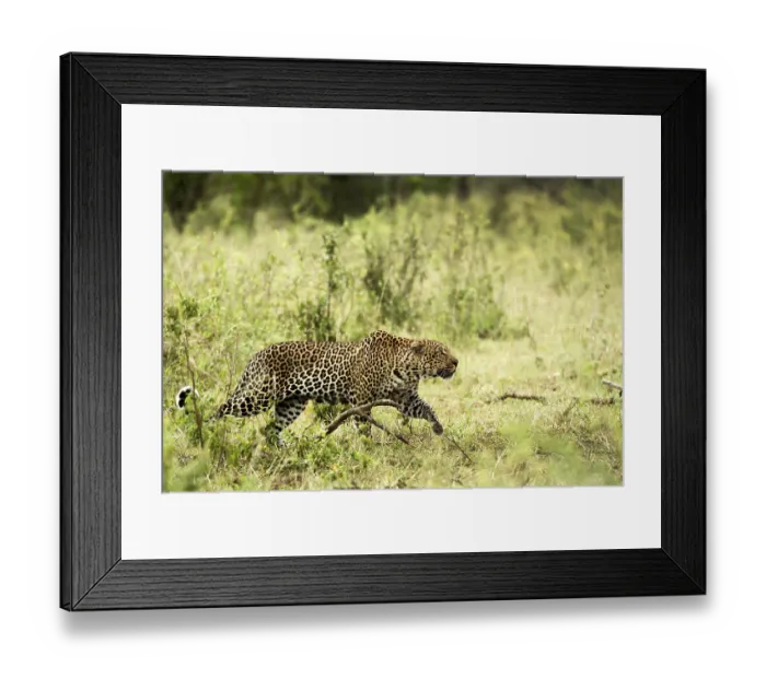 Framed Print : Leopard walking, Serengeti, Tanzania Framed Print : Leopard walking, Serengeti, Tanzania