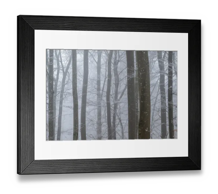 Framed Print : Bare tree trunks stand close together in a foggy winter forest Framed Print : Bare tree trunks stand close together in a foggy winter forest