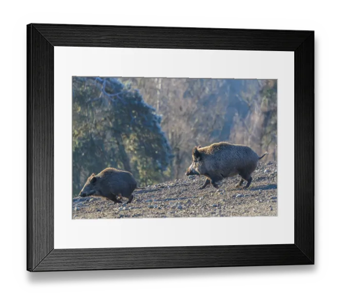 Framed Print : An adult wild boar (Sus scrofa) runs after a young animal and attacks it Framed Print : An adult wild boar (Sus scrofa) runs after a young animal and attacks it