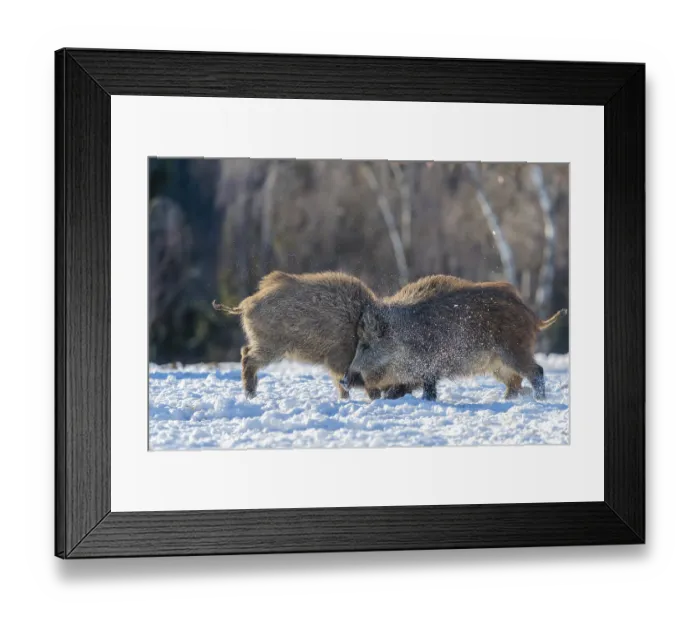 Framed Print : Two young wild boars (Sus scrofa) wrestle with each other in the backlight of the sun in a clearing Framed Print : Two young wild boars (Sus scrofa) wrestle with each other in the backlight of the sun in a clearing