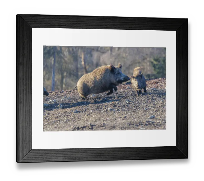 Framed Print : An adult wild boar (Sus scrofa) runs after a young animal and attacks it