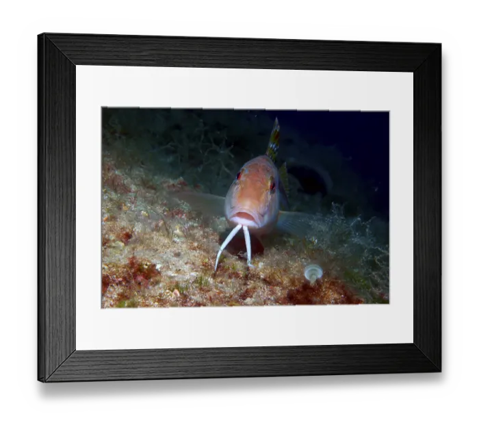 Framed Print : Fish with barbels at the bottom of the sea swims across corals and sand Framed Print : Fish with barbels at the bottom of the sea swims across corals and sand