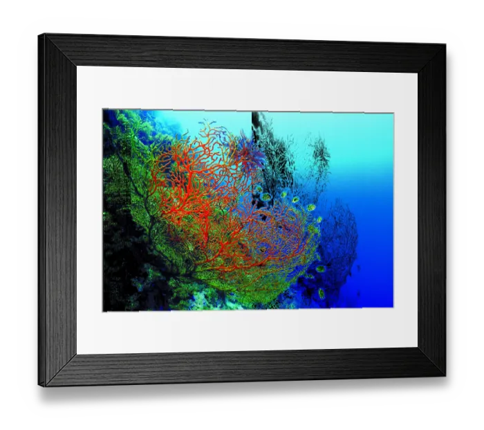 Framed Print : Bright red corals and some fish in the clear blue sea