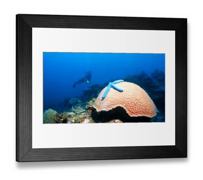 Framed Print : Divers in a coral reef with a large Framed Print : Divers in a coral reef with a large