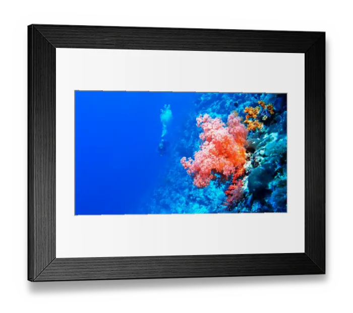Framed Print : Diver explores vibrant coral reef in bright blue with bright red coral growth