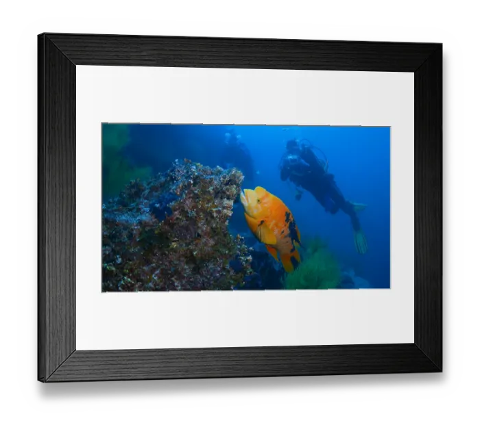 Framed Print : Divers interact with a large, orange fish on a reef Framed Print : Divers interact with a large, orange fish on a reef