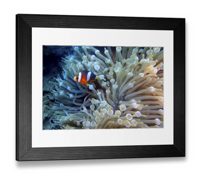 Framed Print : Clownfish in an underwater anemone in a colorful marine environment