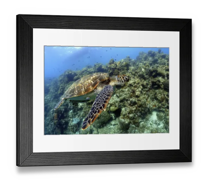 Framed Print : Sea turtle swims over a living coral reef in clear water Framed Print : Sea turtle swims over a living coral reef in clear water
