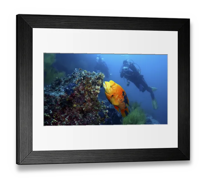 Framed Print : Two divers explore a coral reef next to a glowing orange fish