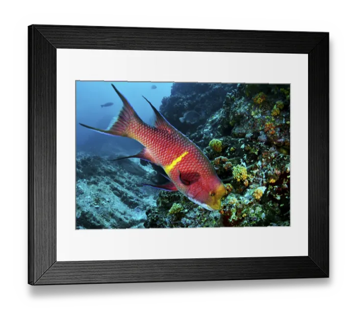 Framed Print : Bright red fish with yellow stripes swimming across a coral reef