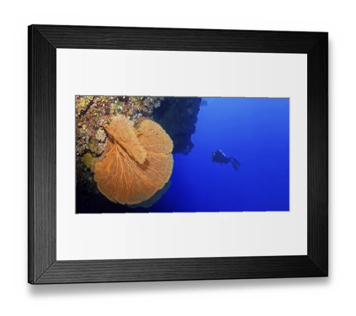 Framed Print : A diver explores a large coral reef in deep blue water Framed Print : A diver explores a large coral reef in deep blue water
