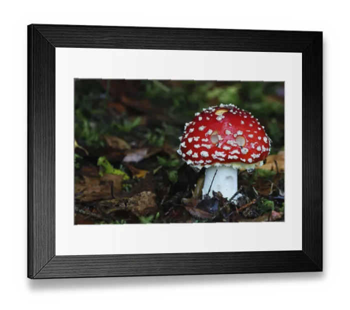 Framed Print : Toadstool, Amanita muscaria, grows in deciduous and coniferous forests Framed Print : Toadstool, Amanita muscaria, grows in deciduous and coniferous forests
