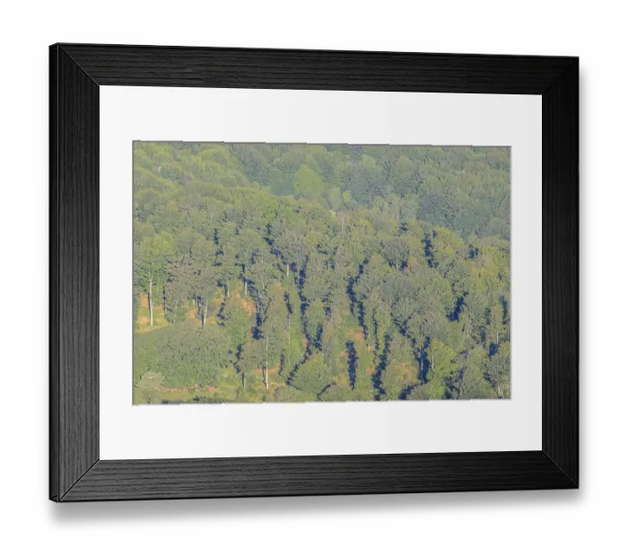 Framed Print : Lush green forest with dense tree cover