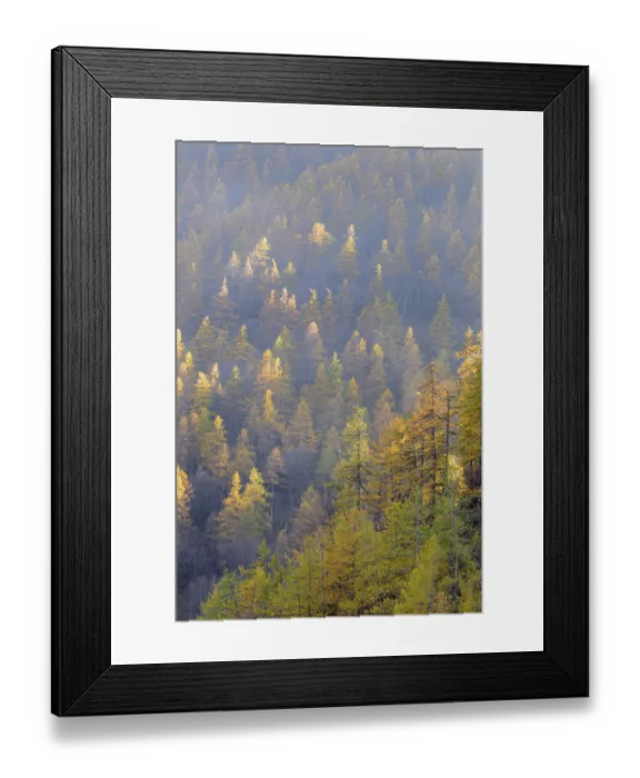 Framed Print : Forest with autumn colors in a misty gradient Framed Print : Forest with autumn colors in a misty gradient