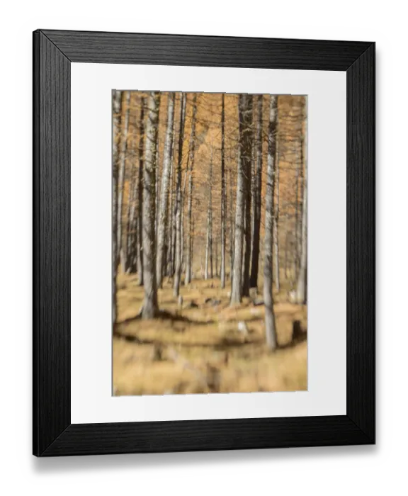 Framed Print : Close-up of tall trees with autumn colors