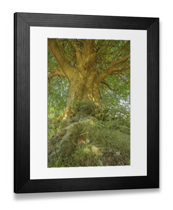 Framed Print : A large tree with a thick trunk and sprawling roots Framed Print : A large tree with a thick trunk and sprawling roots