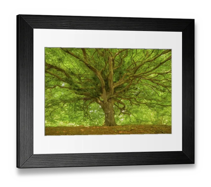 Framed Print : A tree with an expansive canopy of green leaves Framed Print : A tree with an expansive canopy of green leaves