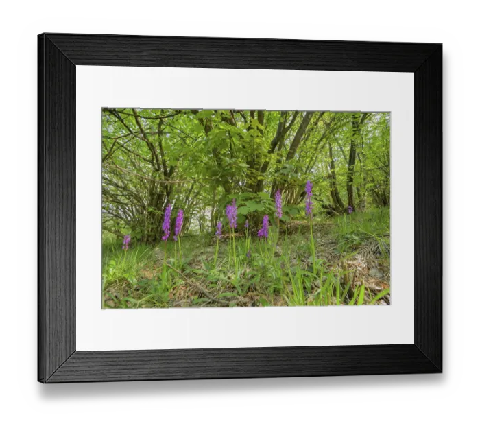 Framed Print : Purple flowers grow in a dense