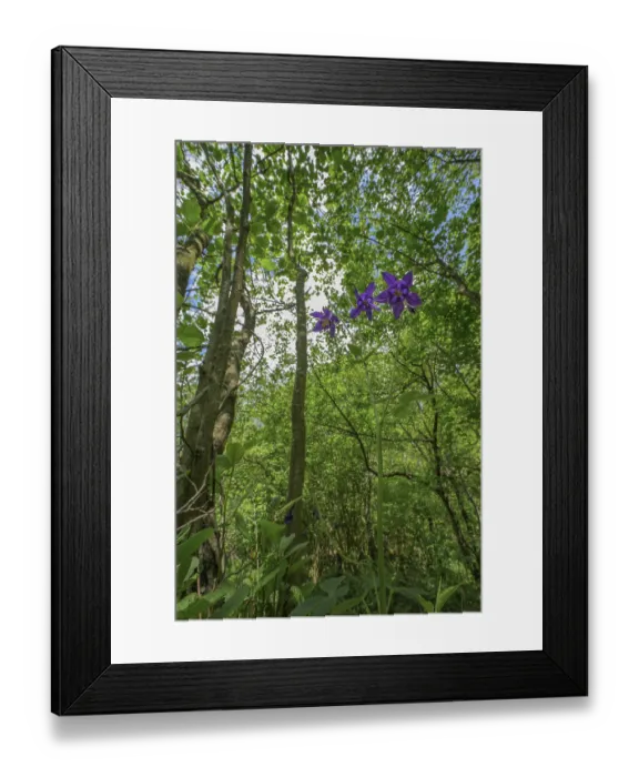 Framed Print : Purple flowers blooming in a lush Framed Print : Purple flowers blooming in a lush
