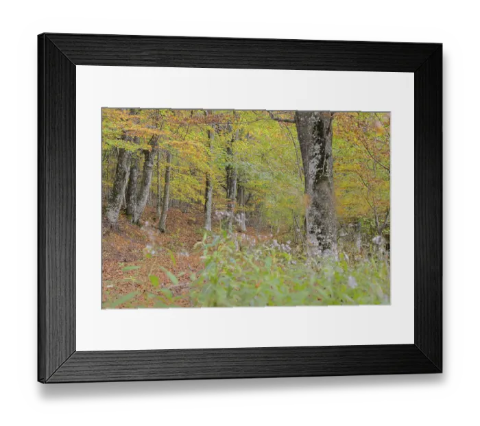 Framed Print : Path leading through an autumn forest with colorful leaves and tranquil surroundings