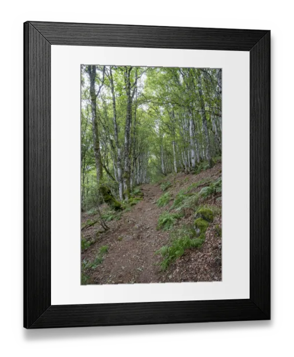 Framed Print : An enchanted forest trail leads through a dense deciduous forest with green leaves and moss