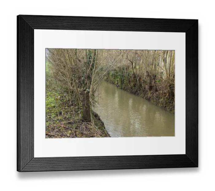 Framed Print : Stream flowing through a forest with dense bare trees and green ivy