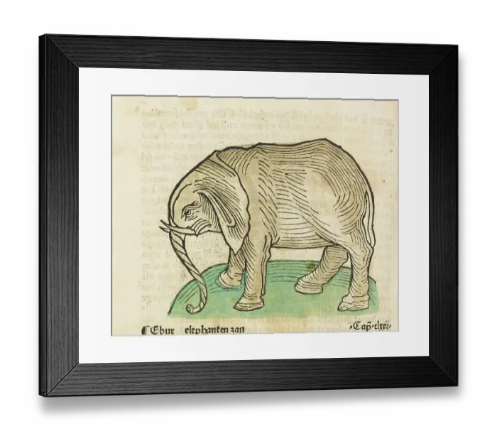 Framed Print : Elephant, old coloured woodcut from Gart der Gesundheit